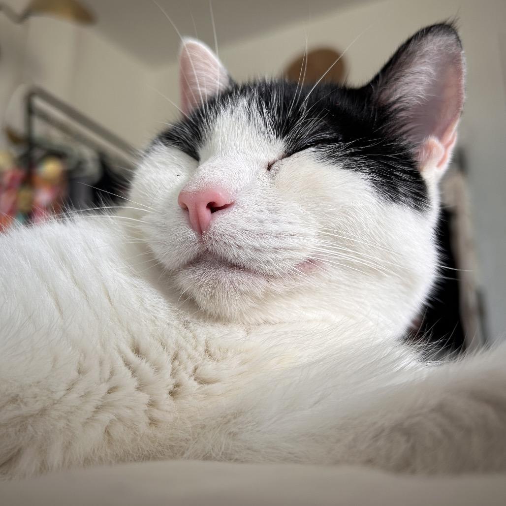 Enlarge Skwinkles, a Adoptable Domestic Short Hair in Yucca Valley, CA image 5/5