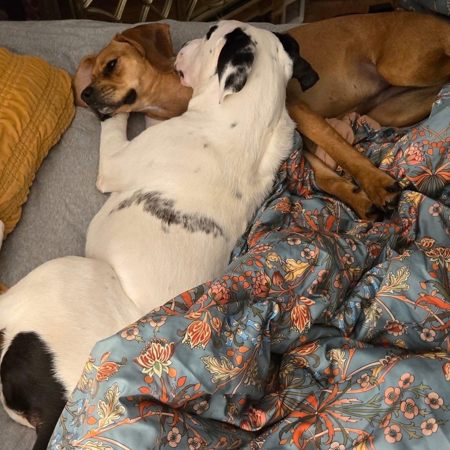 Enlarge Spot, a ADOPTABLE Mixed Breed in Penfield, NY image 4/6