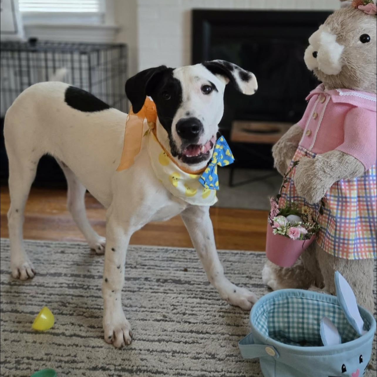 Enlarge Spot, a ADOPTABLE Mixed Breed in Penfield, NY image 2/6