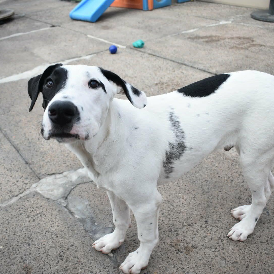 Enlarge Spot, a ADOPTABLE Mixed Breed in Penfield, NY image 6/6