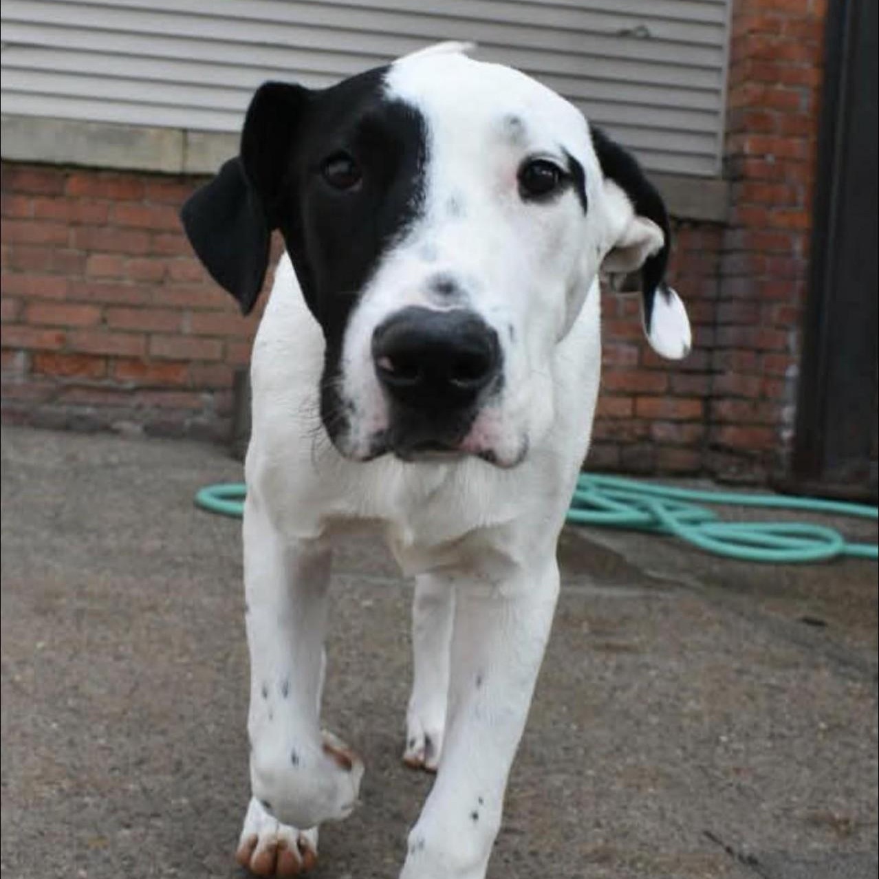 Spot, ADOPTABLE, Young Male Mixed Breed.