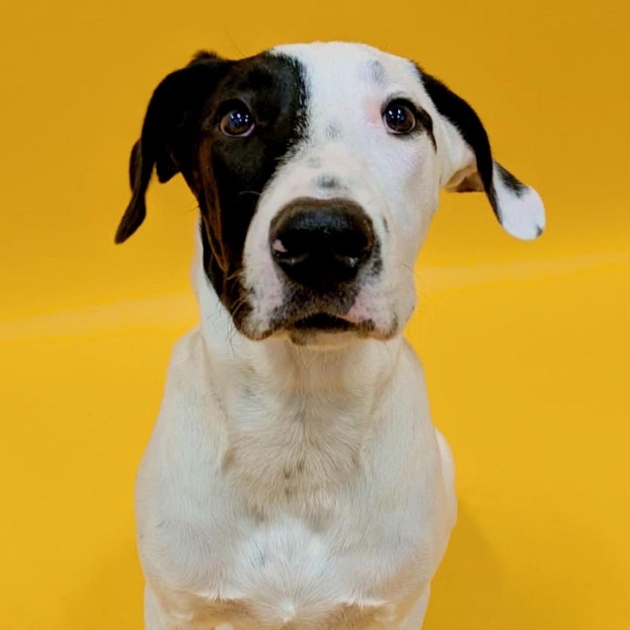 Spot, ADOPTABLE, Young Male Mixed Breed.