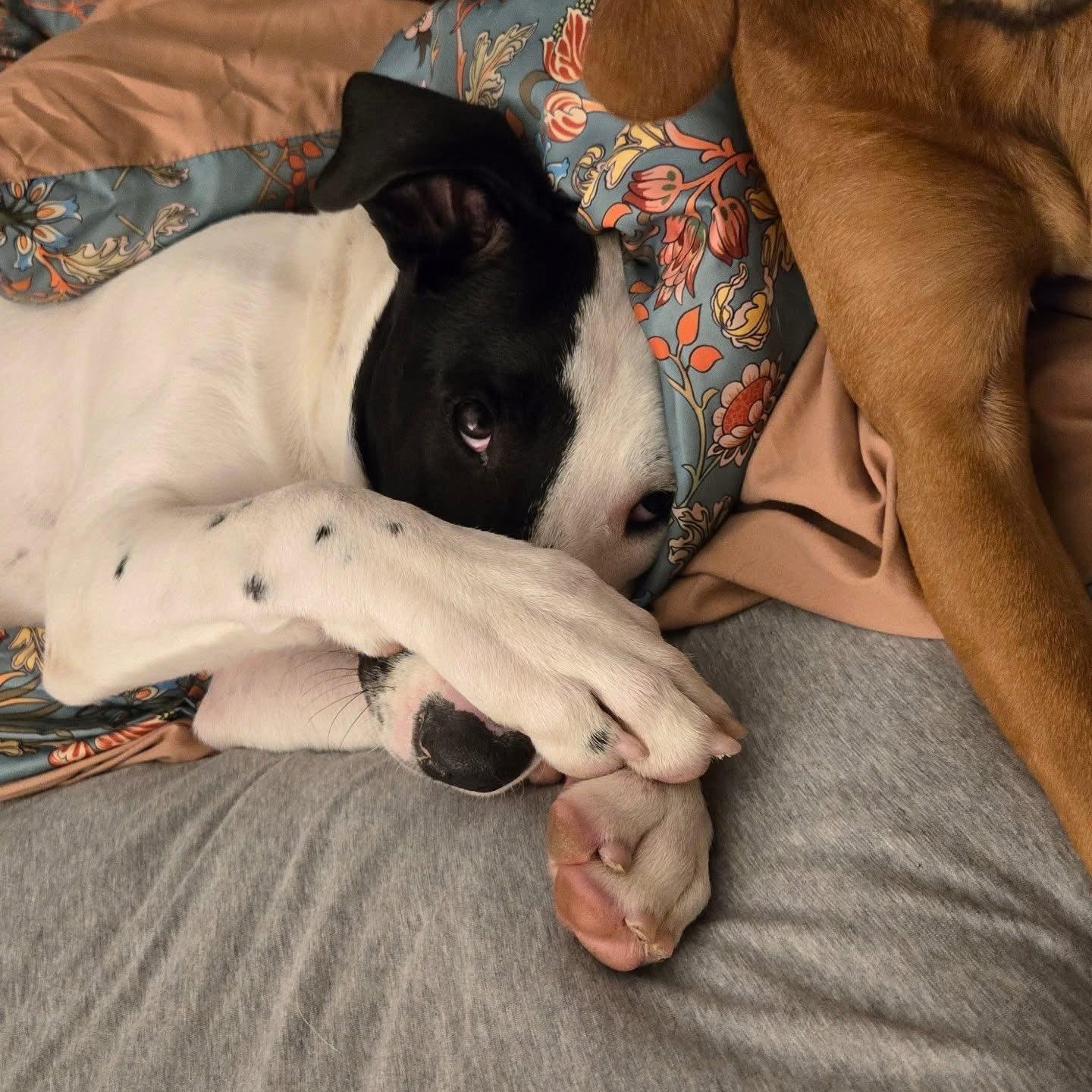 Enlarge Spot, a ADOPTABLE Mixed Breed in Penfield, NY image 3/6