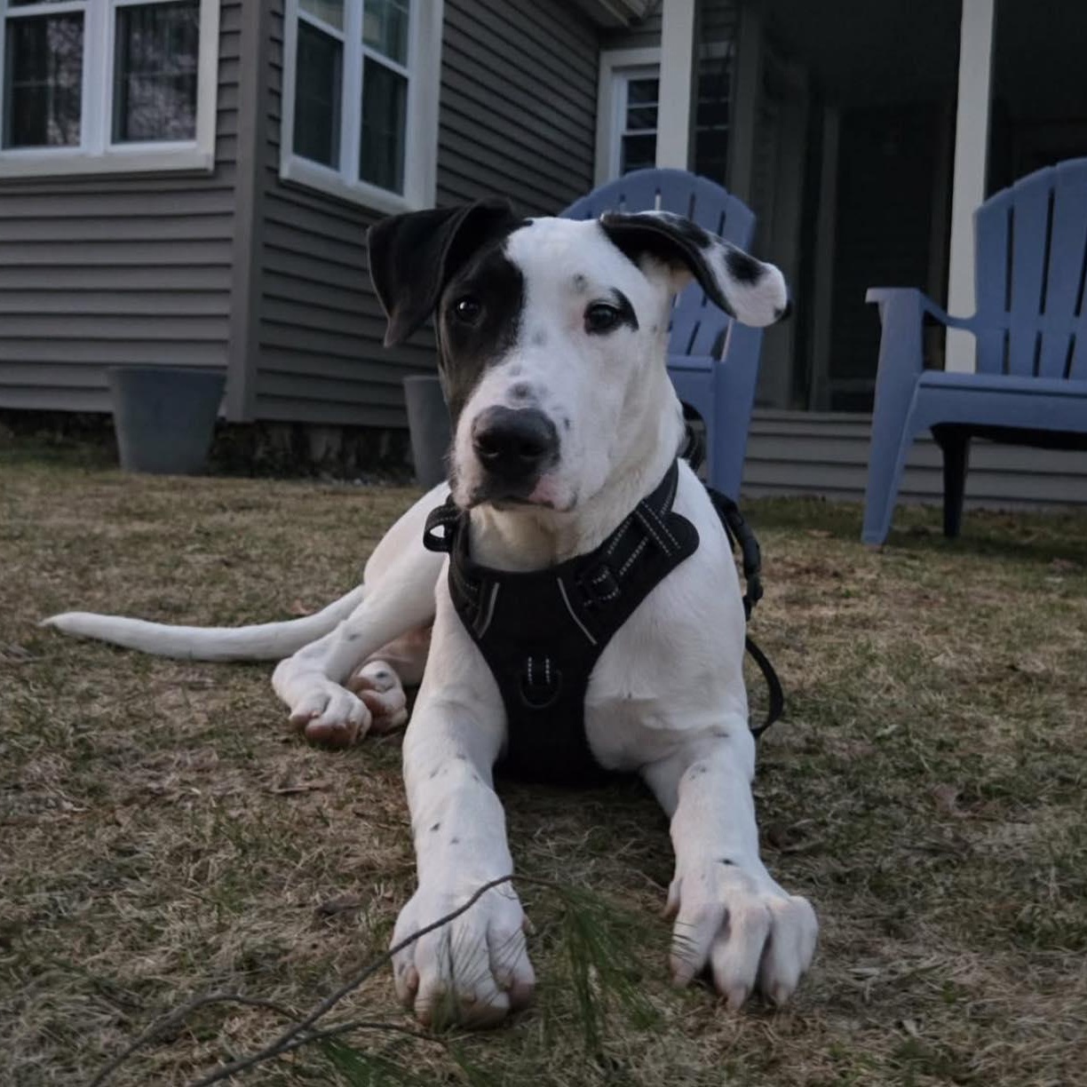 Enlarge Spot, a ADOPTABLE Mixed Breed in Penfield, NY image 2/6