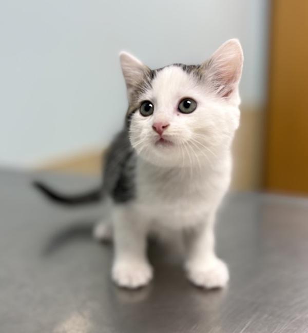 Blanche, Adopted, Kitten Female Domestic Medium Hair.