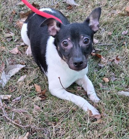 Oakley, Adoptable, Puppy Female Rat Terrier.
