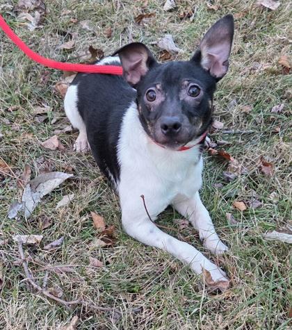 Enlarge Oakley, a Adoptable Rat Terrier in Malvern, PA image 2/2