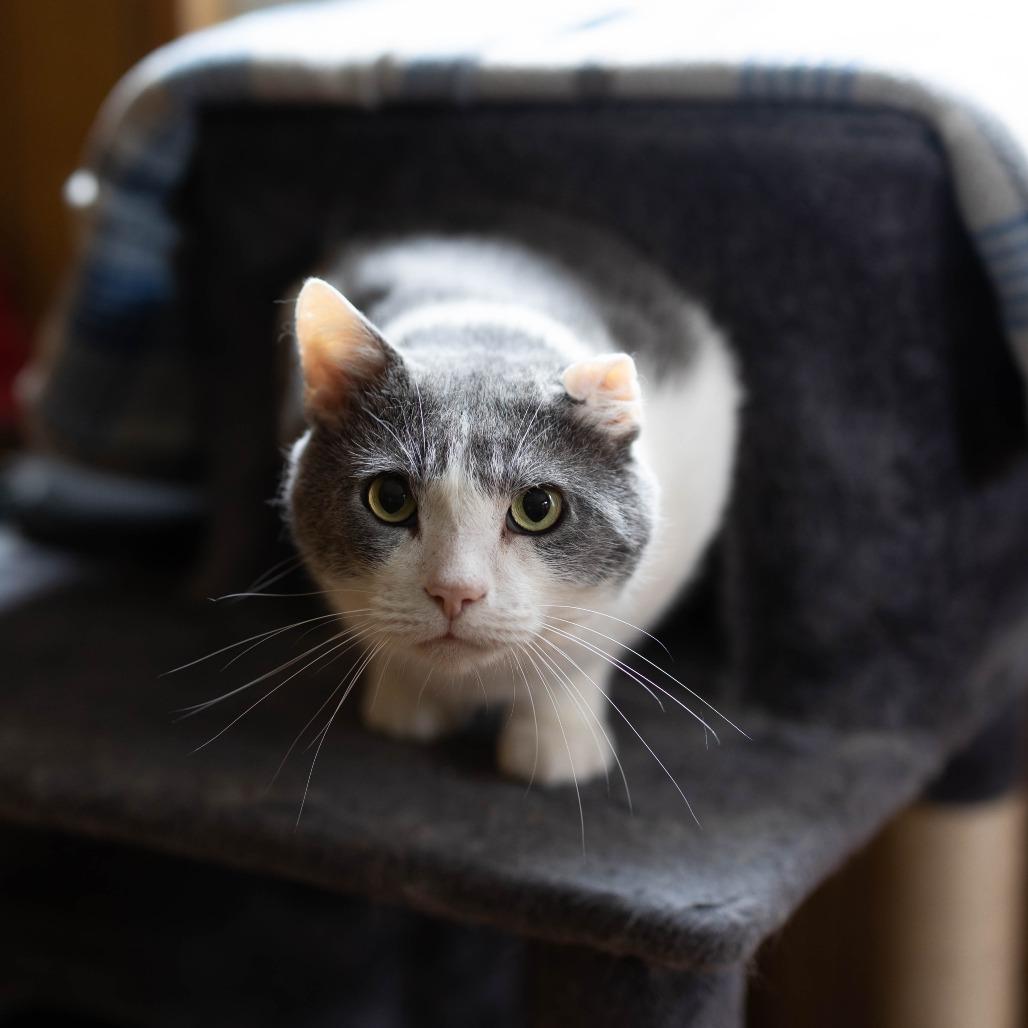 Pascal, Adoptable, Adult Male British Shorthair & Russian Blue.