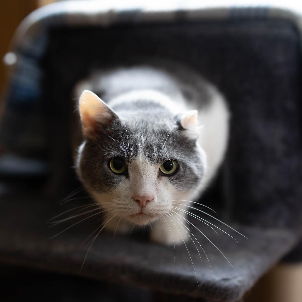 Enlarge Pascal, a Adoptable mixed breed in Talbott, TN image 2/2