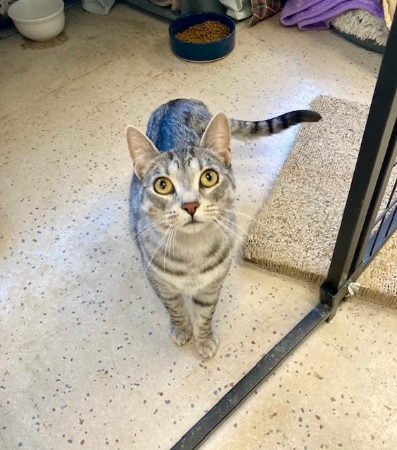 Phoebe, Young Female unknown