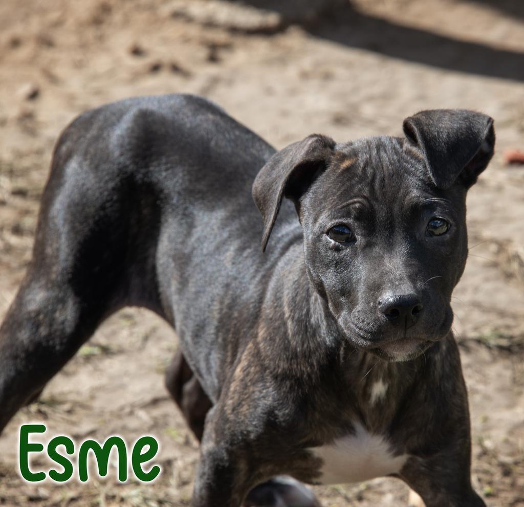 Esme, Adoptable, Young Female Pit Bull Terrier & Affenpinscher.
