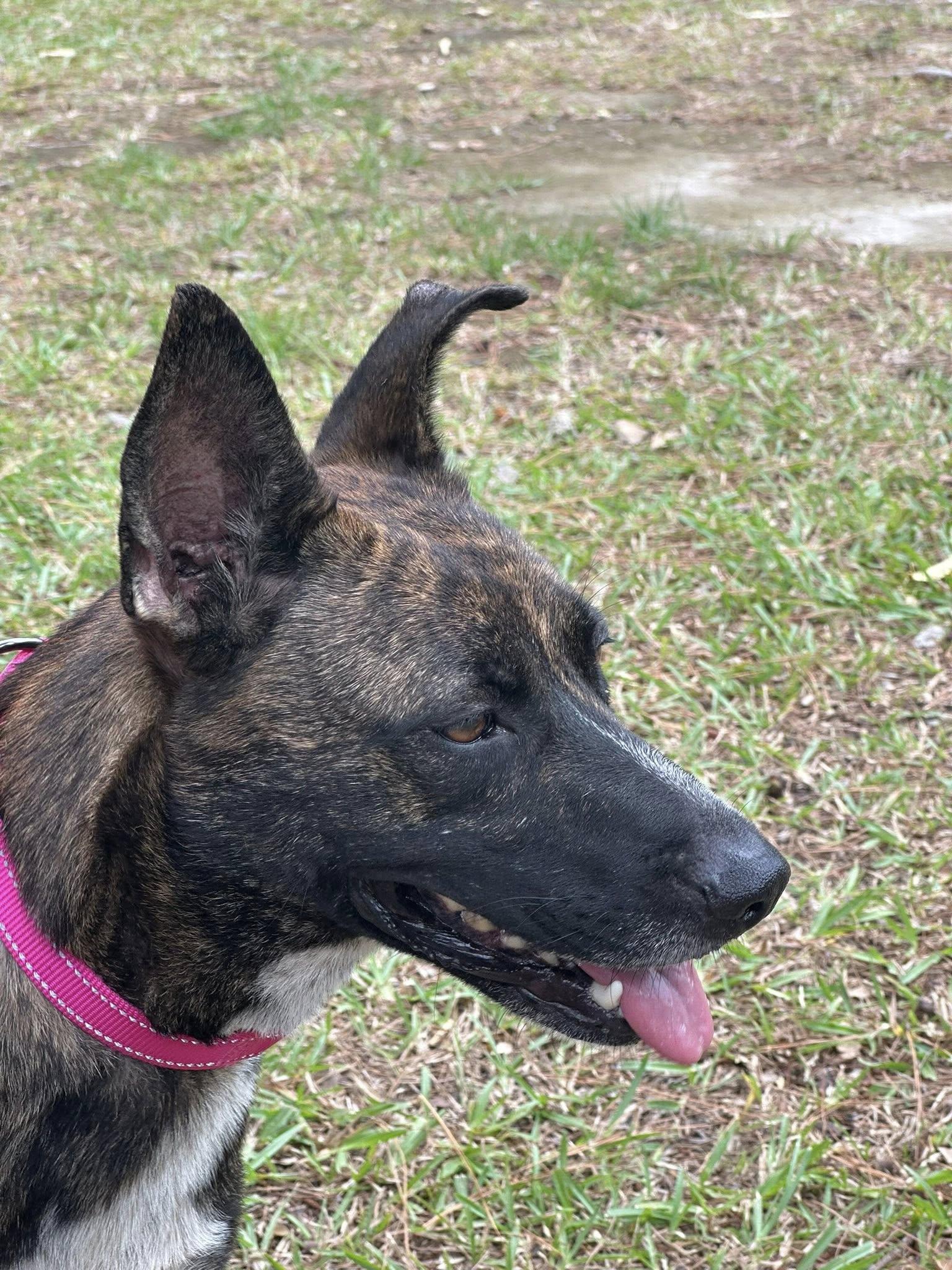 Enlarge Pepper, a Adoptable mixed breed in Lexington, VA image 4/5