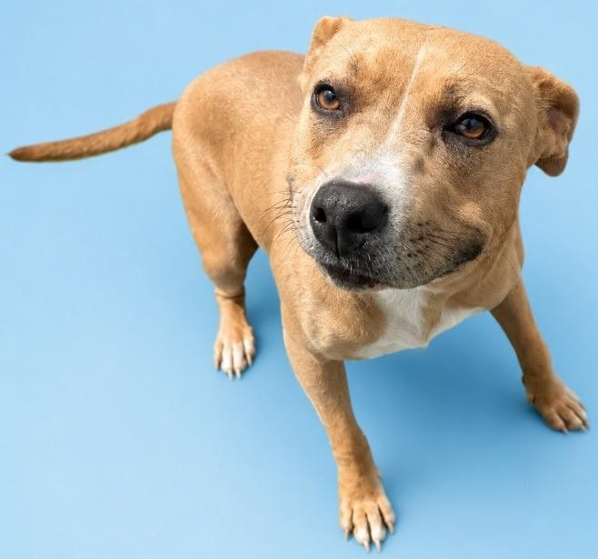 Tina, Adoptable, Young Female Pit Bull Terrier.