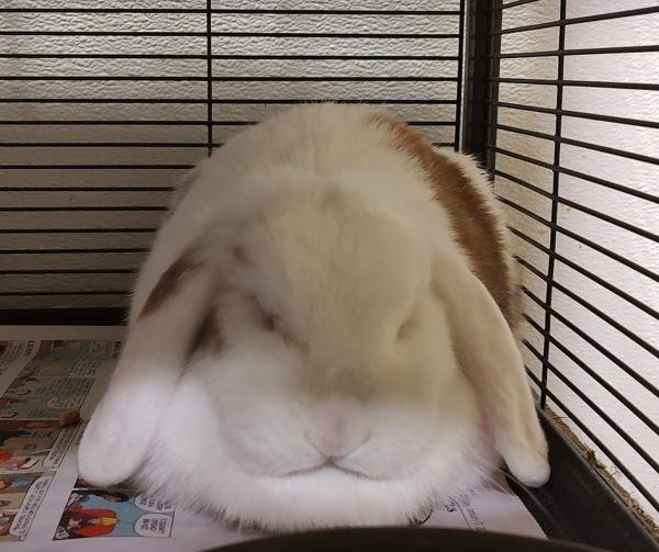 Guppy, Adoptable, Young Female Mini Lop.