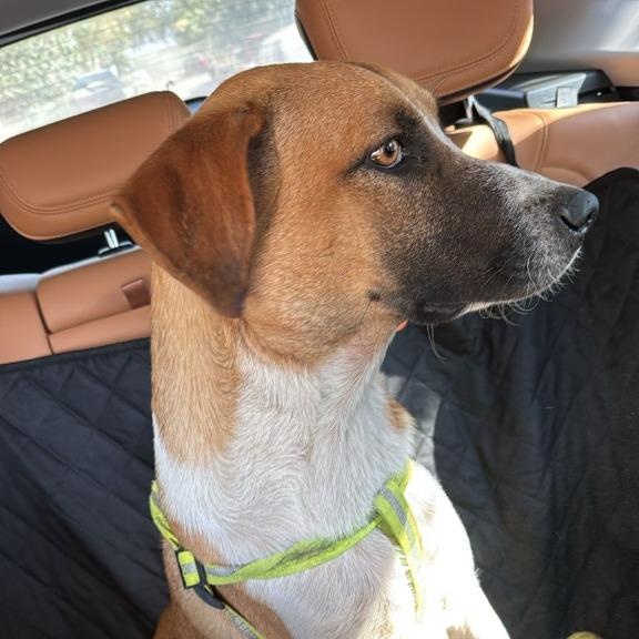 Enlarge Magnus, a Adoptable mixed breed in Corral del Risco, NAY image 2/6