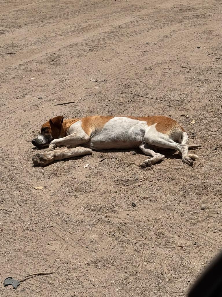 Enlarge Magnus, a Adoptable mixed breed in Corral del Risco, NAY image 3/6