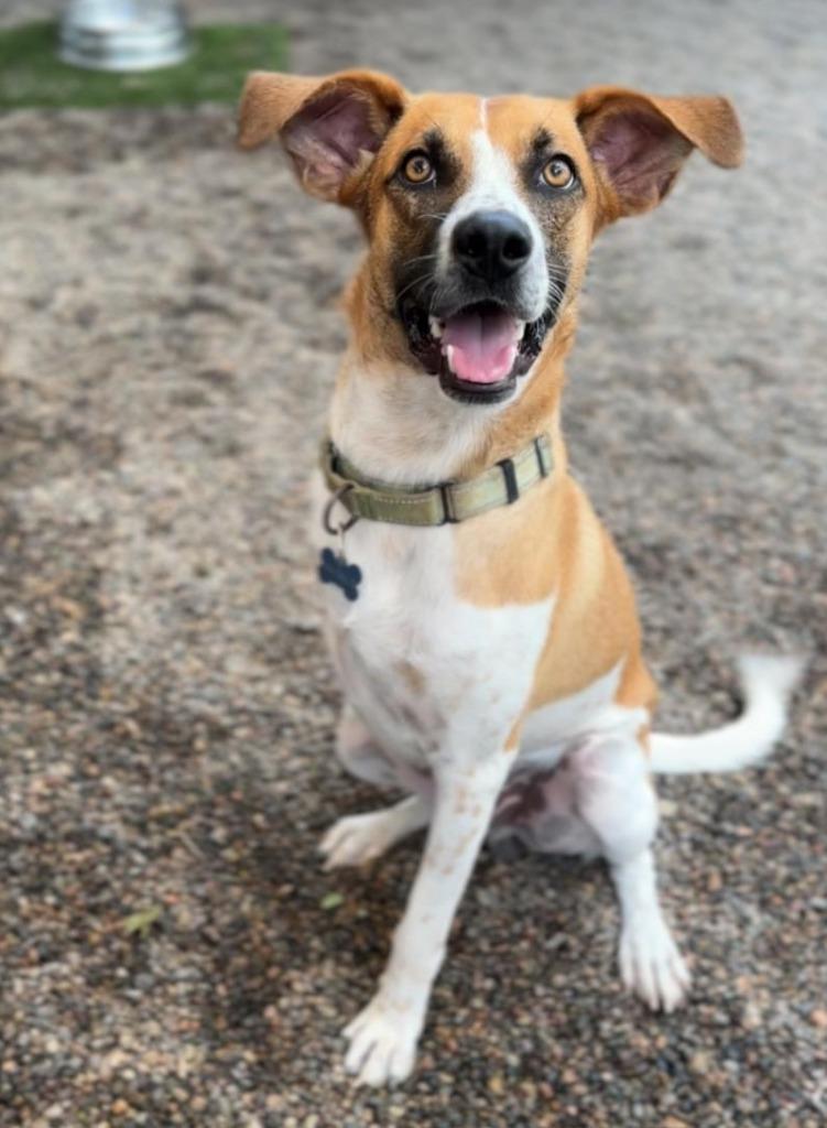 Enlarge Magnus, a Adoptable mixed breed in Corral del Risco, NAY image 5/6