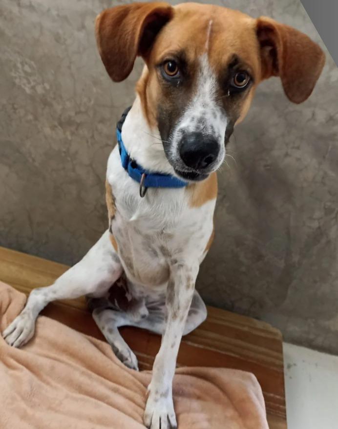 Enlarge Magnus, a Adoptable mixed breed in Corral del Risco, NAY image 6/6