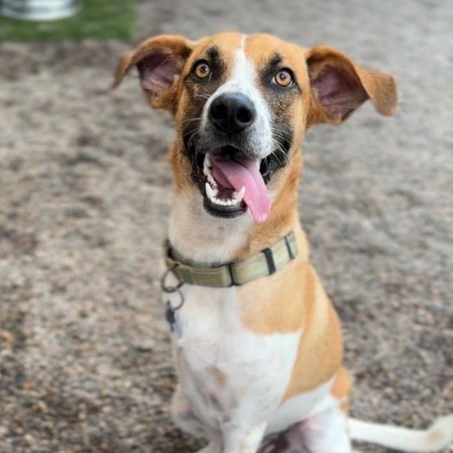 Enlarge Magnus, a Adoptable mixed breed in Corral del Risco, NAY image 1/6