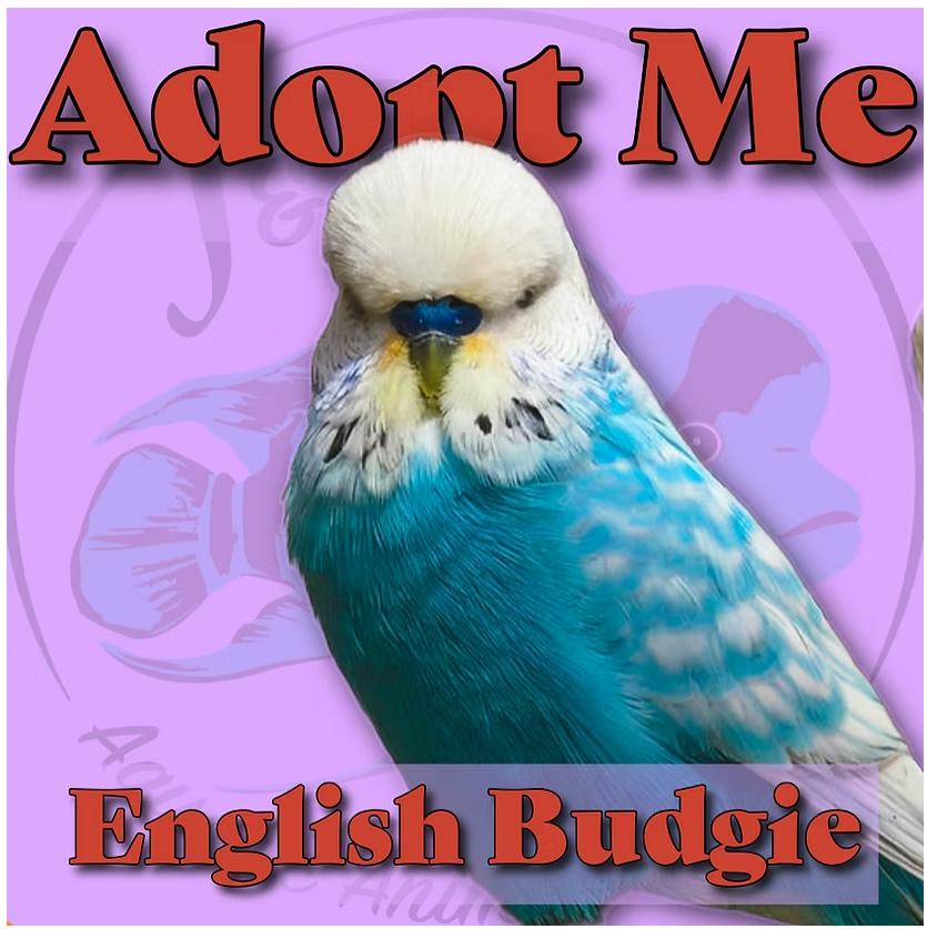 Assorted English Budgie, Adoptable, Adult Unknown Parakeet (Other).