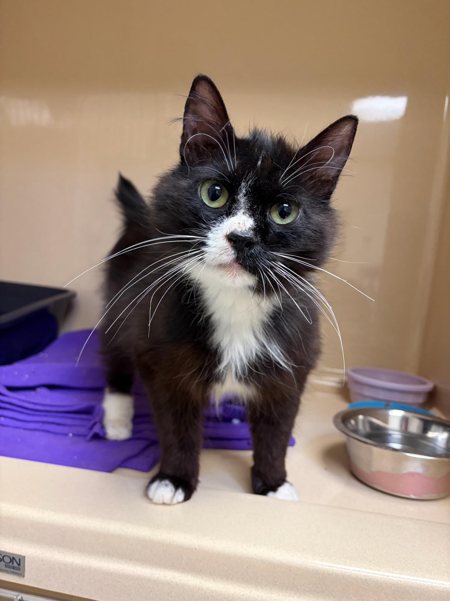 Panda, ADOPTABLE, Adult Female Tuxedo.