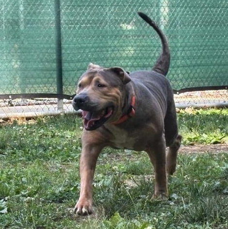 Enlarge Anime, a ADOPTABLE American Bully in Prince Frederick, MD image 5/5