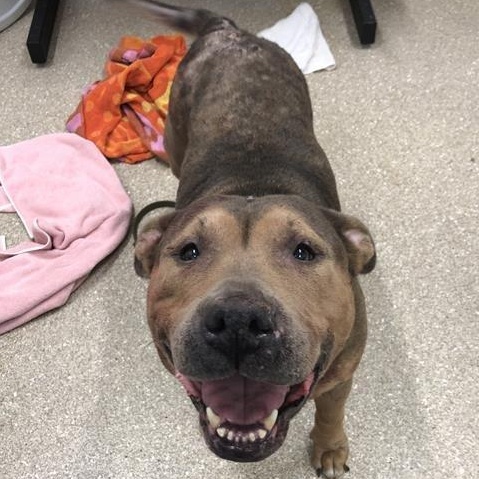Enlarge Anime, a ADOPTABLE American Bully in Prince Frederick, MD image 3/5
