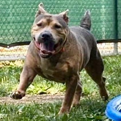 Enlarge Anime, a ADOPTABLE American Bully in Prince Frederick, MD image 2/5