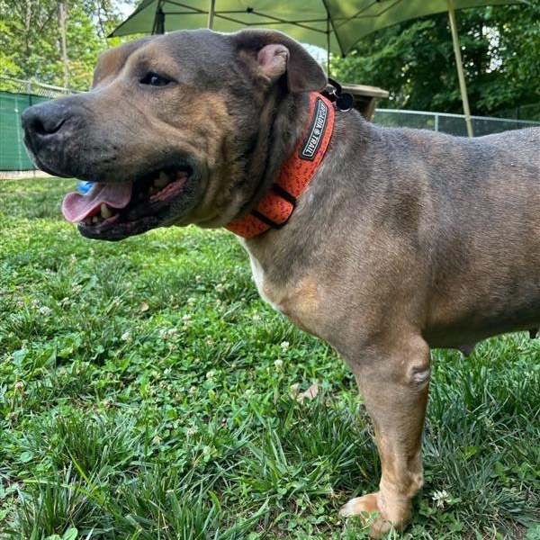 Enlarge Anime, a ADOPTABLE American Bully in Prince Frederick, MD image 1/5