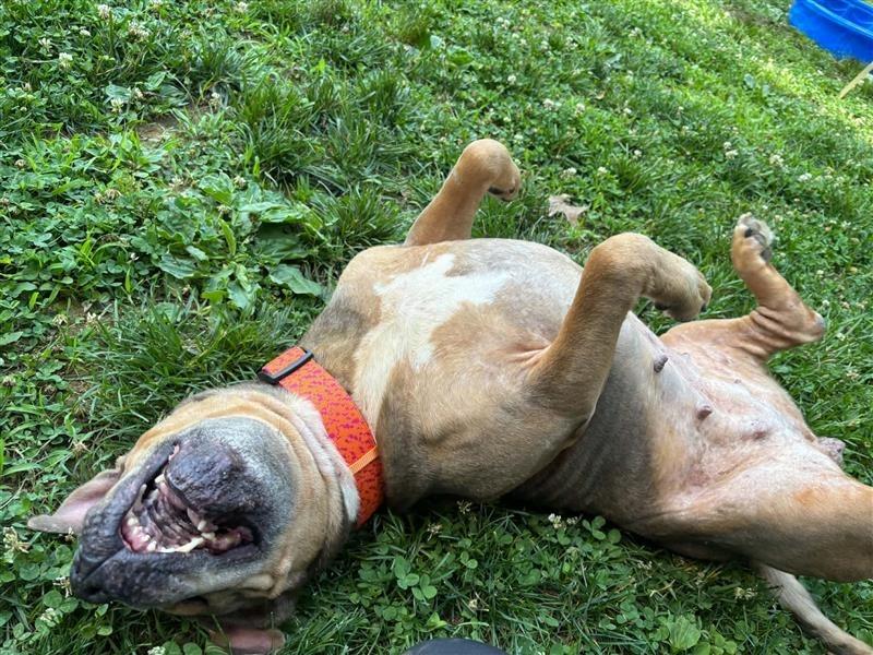 Enlarge Anime, a ADOPTABLE American Bully in Prince Frederick, MD image 4/5