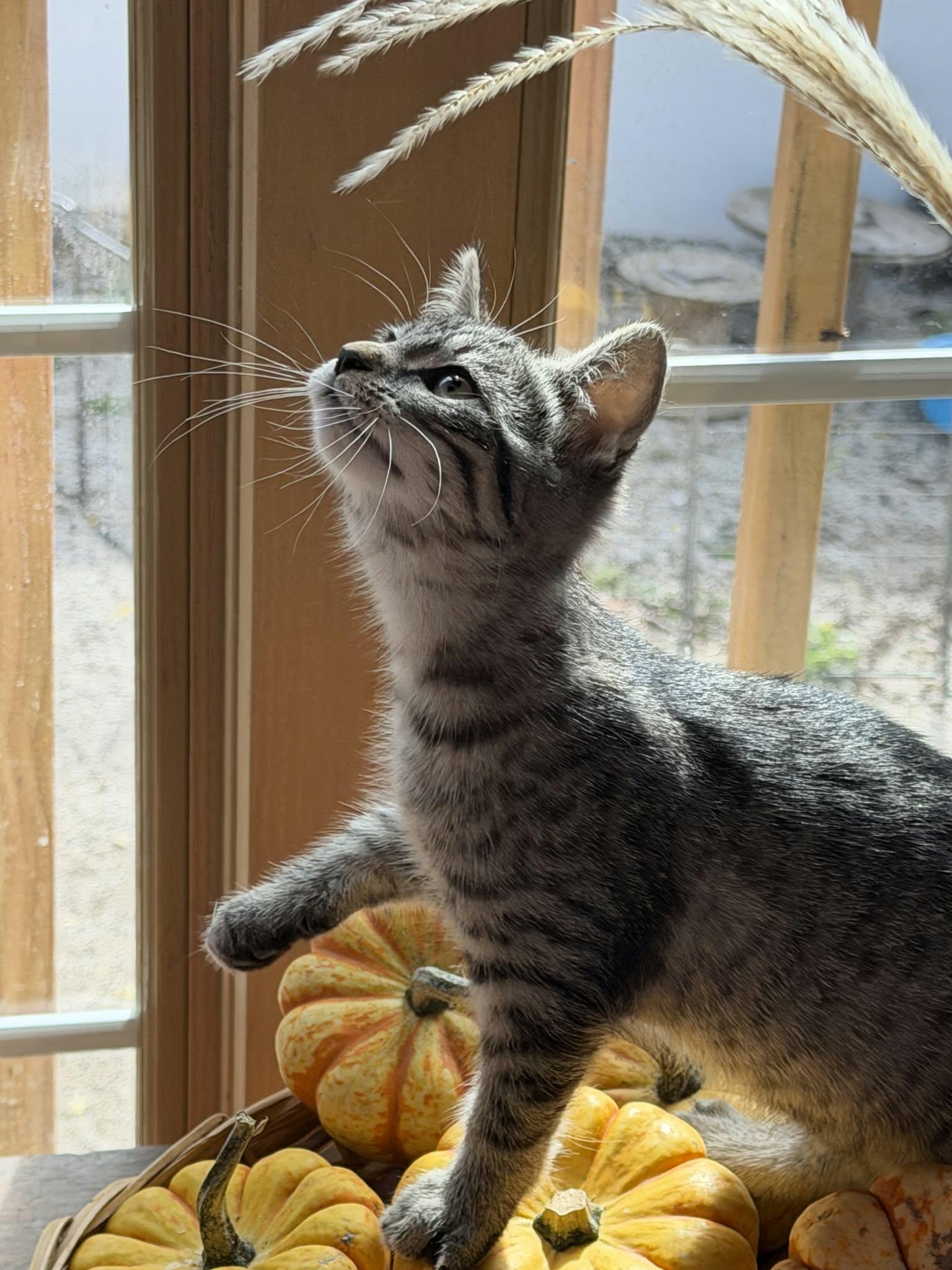 Ghost, Goblin & Glenda, Adoptable, Kitten Female Domestic Short Hair.