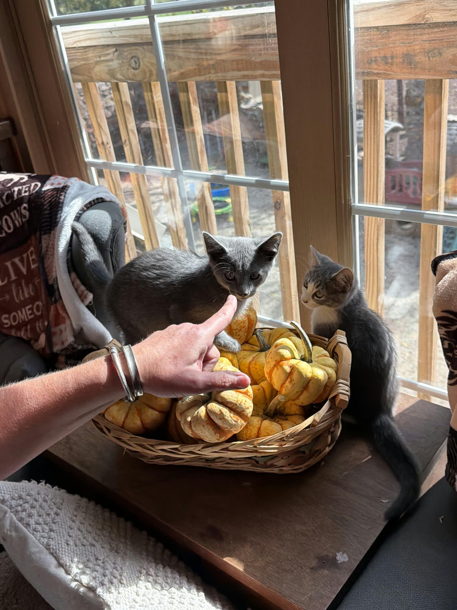 Enlarge Ghost, Goblin & Glenda, a Adoptable Domestic Short Hair in Dresher, PA image 3/4