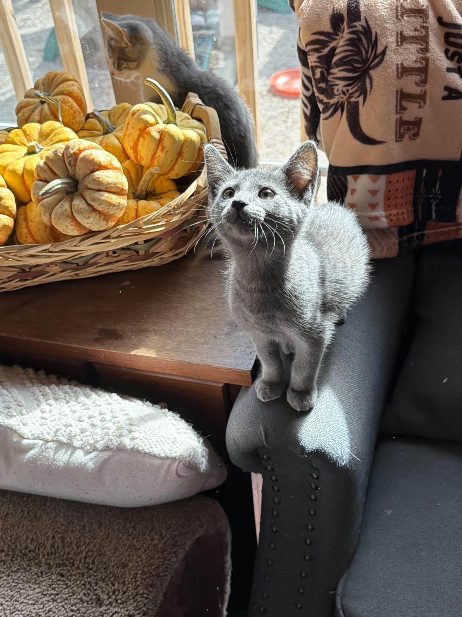 Enlarge Ghost, Goblin & Glenda, a Adoptable Domestic Short Hair in Dresher, PA image 2/4