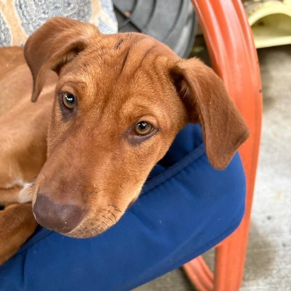 Satsuma Citrus — thumbnail 4