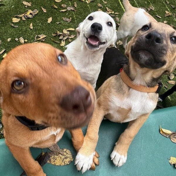 Satsuma Citrus — thumbnail 5