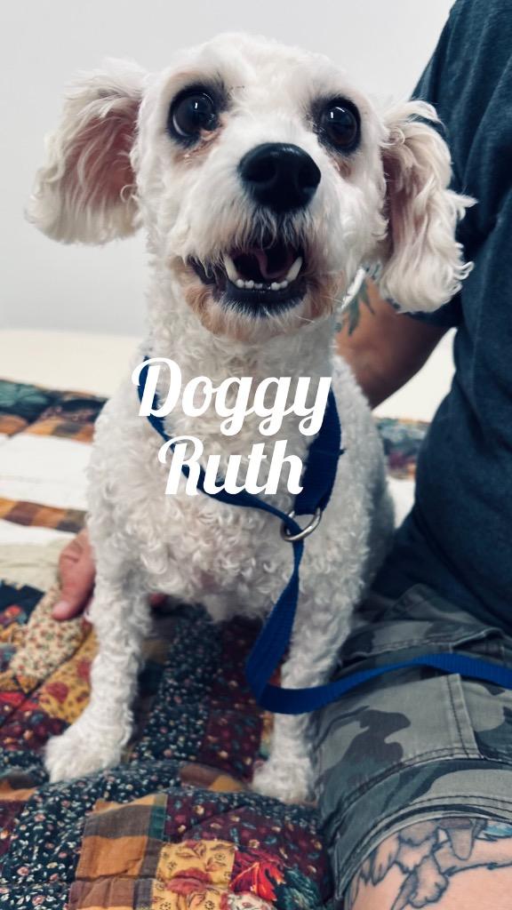 Doggy Ruth, Adoptable, Adult Female Bichon Frise.