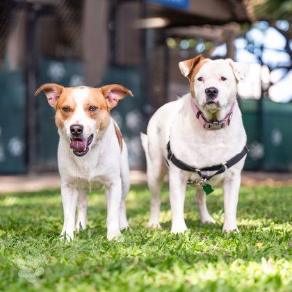 West, a Adoptable mixed breed in Honolulu, HI image 1/3