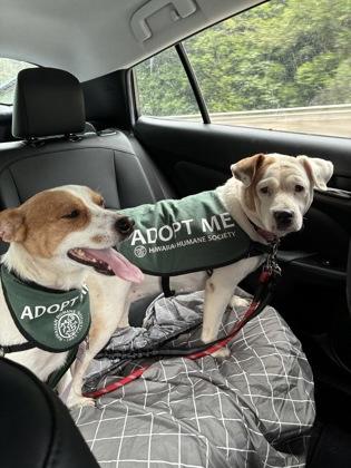 West, a Adoptable mixed breed in Honolulu, HI image 2/3