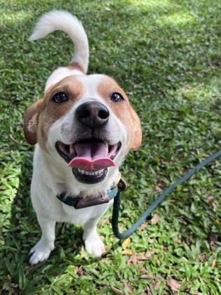 West, a Adoptable mixed breed in Honolulu, HI image 3/3