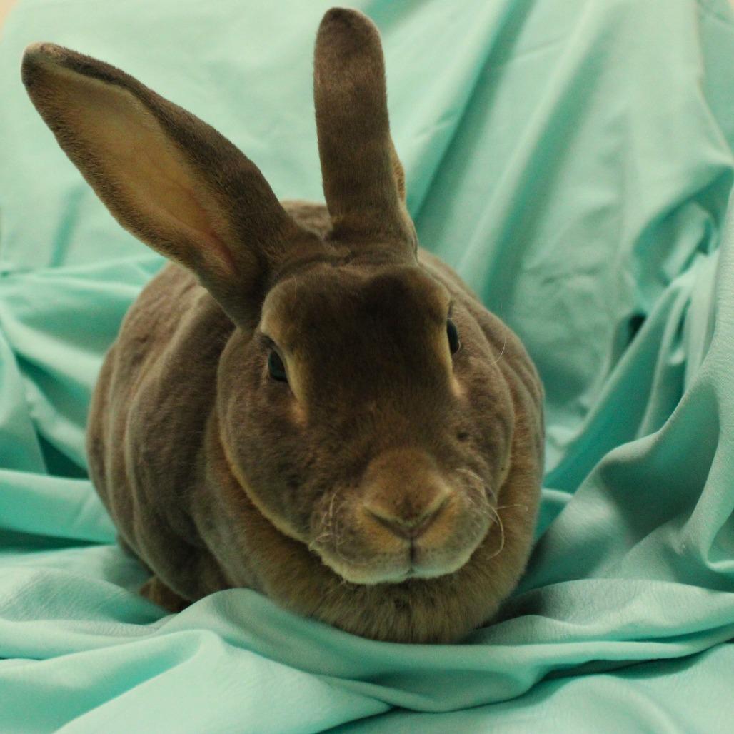 Yuna, Adoptable, Young Female Rex.