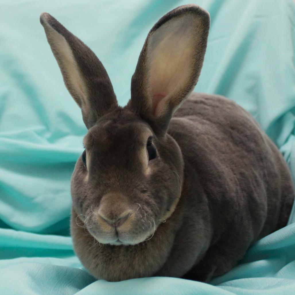 Enlarge Yuna, a Adoptable Rex in Champaign, IL image 2/3