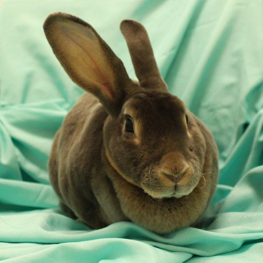 Enlarge Yuna, a Adoptable Rex in Champaign, IL image 3/3
