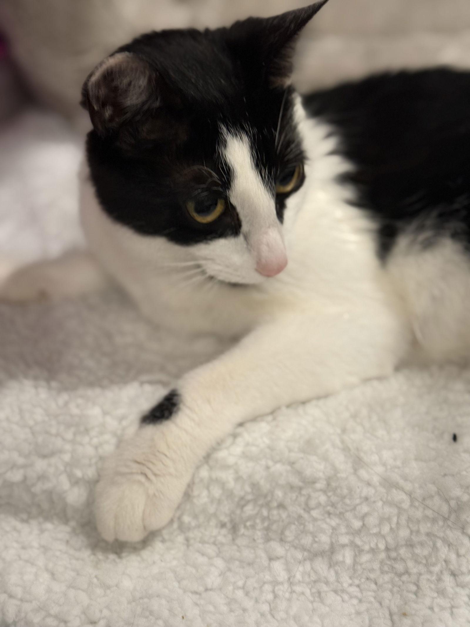 Cassandra, Adoptable, Young Female Domestic Short Hair.