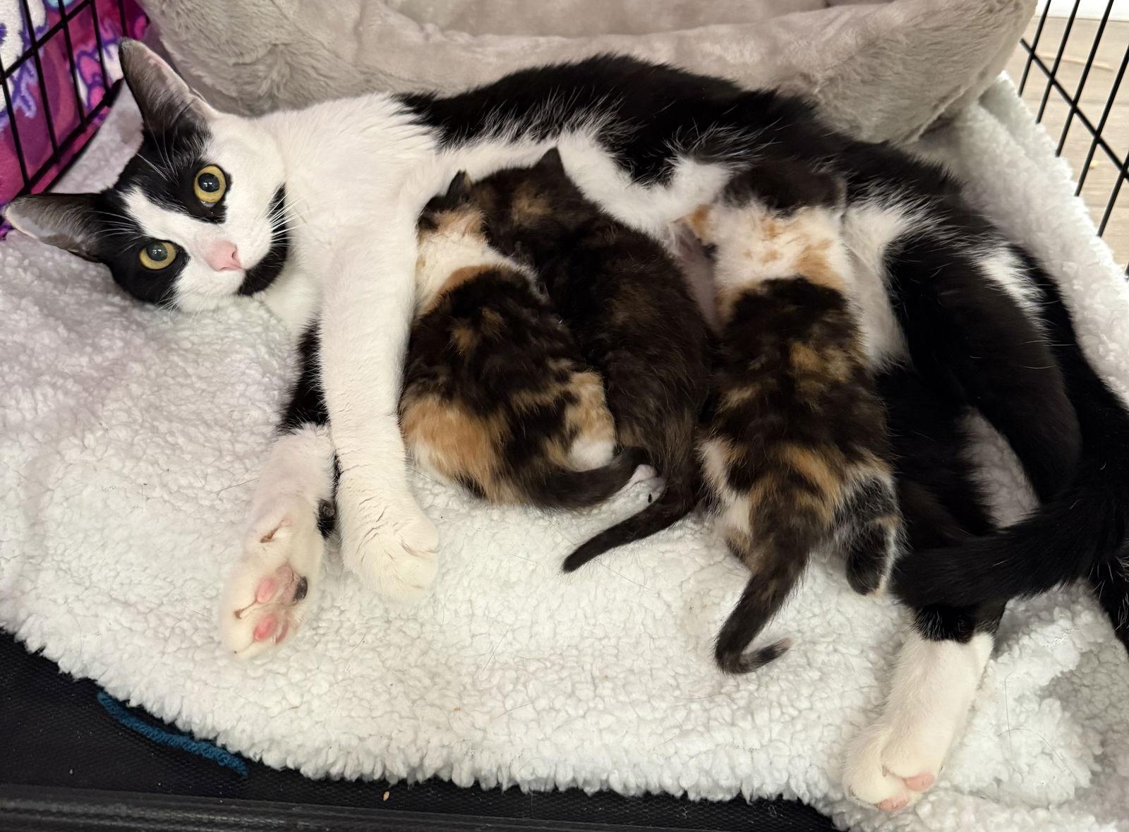 Cassandra, a Adoptable Domestic Short Hair in Broomall, PA image 3/3