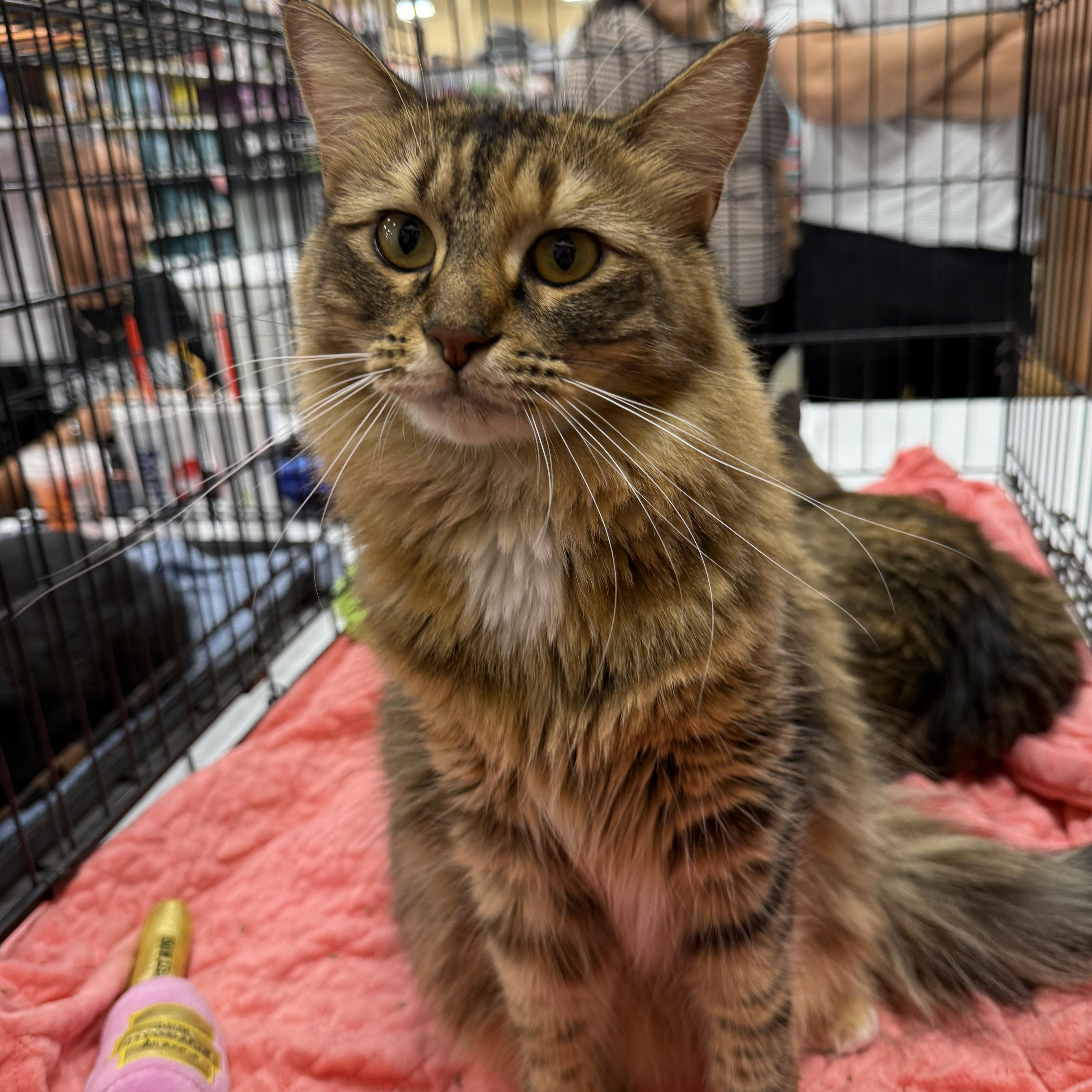 Enlarge Lara, an adopted Domestic Short Hair in Kissimmee, FL image 2/3