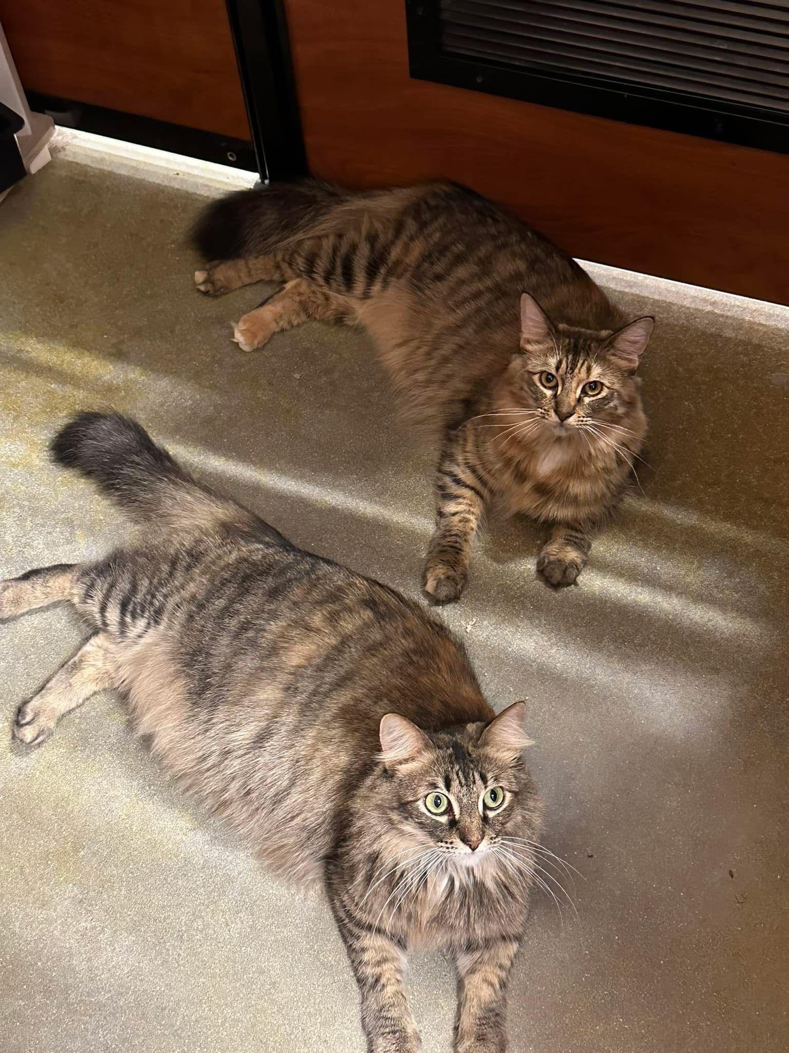 Enlarge Lara, an adopted Domestic Short Hair in Kissimmee, FL image 3/3