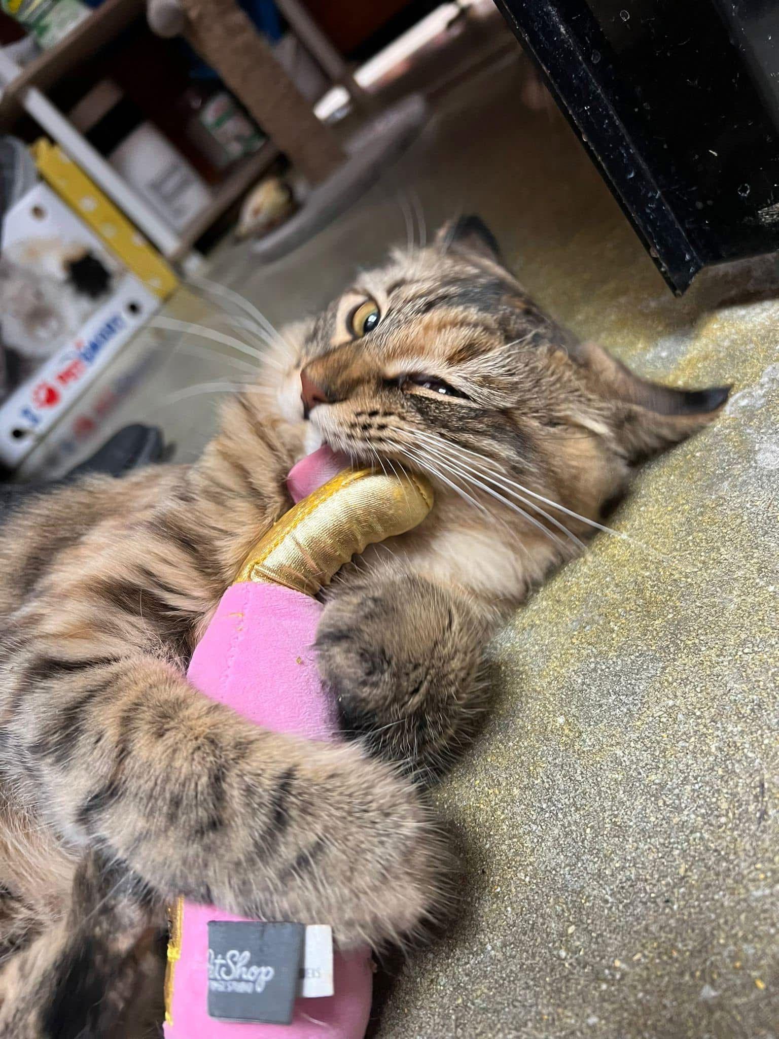 Enlarge Lara, an adopted Domestic Short Hair in Kissimmee, FL image 1/3