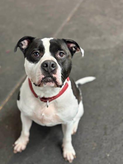 Lucky, Adoptable, Young Male Mixed Breed & Mixed Breed.