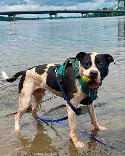 Lucky, a Adoptable mixed breed in Montreal, QC image 1/3