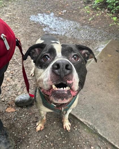 Lucky, a Adoptable mixed breed in Montreal, QC image 2/3